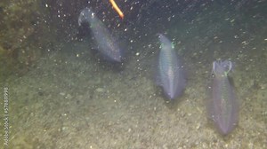 Three squid swim on bottom underwater close-up. Underwater world in clear waters is visual feast for eyes. Clear waters of ocean are home to an incredible variety of marine flora and fauna.