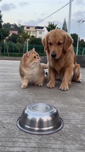 The #1 Mistake You're Making with Your DOG and CAT Care