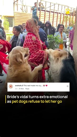 Bride’s vidai turns emotional as her pet dogs refuse to let her go | The Bharat Post