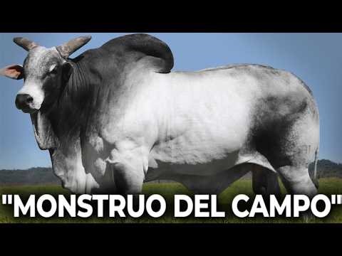 🔴 10 SECRETS OF THE MIGHTY BRAHMAN THAT NO EXPERT BREEDER WILL TELL YOU