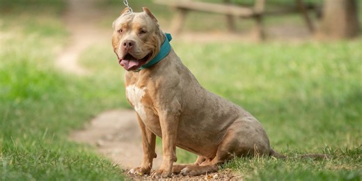 Full list of dog breeds banned in the UK – explained