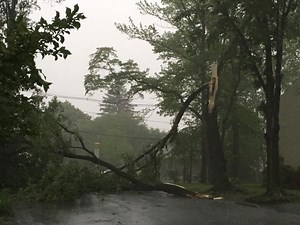 Tree Topples In Cranford From Storm