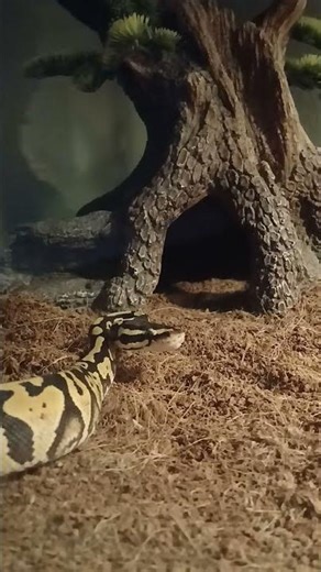 Ball python pastel #ballpython #snake