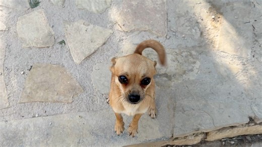 Give a name to the little boy please 😍 The name with the most like will be his name ❤️ He is the new member in our big lovely family 🥰 🇬🇷 Δώστε ένα όνομα στο αγοράκι παρακαλώ 😍 Το όνομα με τα περισσότερα likes θα είναι το δικό του ❤️ Είναι το νέο μέλος της μεγάλης υπέροχης οικογένειας μας 🥰 Every small donation is very important.How to donate , πως να κάνετε δωρεα 1) https://takisshelter.org/donate ( credit card ) 2 ) https://www.patreon.com/takisshelter 3) Bank account Name : stegi prosta