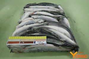 Pacific herring, frozen, wr, 200-300, 1/20