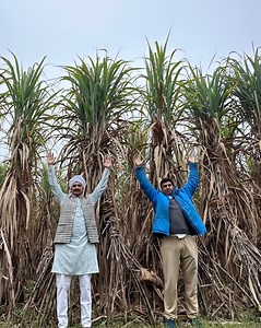 805K views · 3.5K reactions | अमरोहा के किसान ने कर दिखया सबसे तगड़ा बाहुबली गन्ना  VCF0517 Sugarcane Farming ✅8433291663 | Ravizone Farming Leader | Facebook