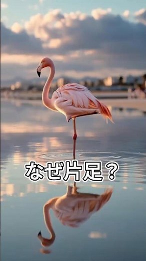 Why do flamingos stand on one leg?
