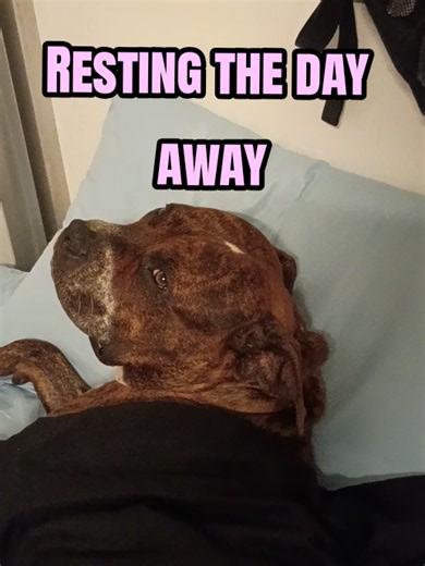 Adjusting to Life Off the Streets with My Dog in Sacramento