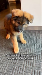 German Shepherd owners, assemble. | Jade the Sable GSD