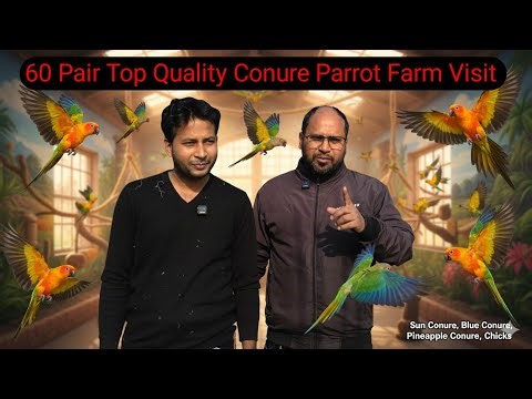 Every Type of Conure Explained & Showcased