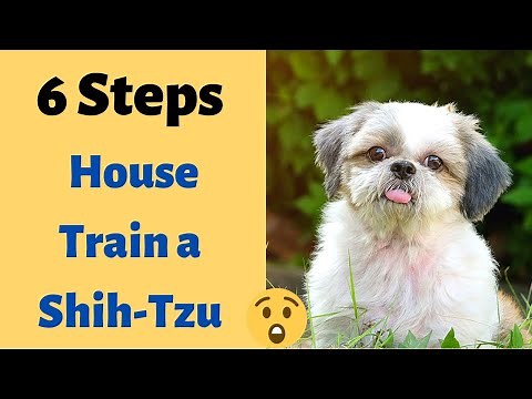 6 Steps to House Train a Shih Tzu | How to Potty Train a Shih Tzu puppy?