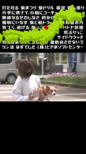 コーギーと狂犬病予防接種の劇