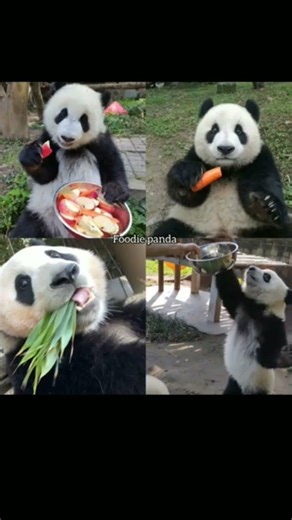 types of pandas 🖤🤍 #suscribe #aesthetic