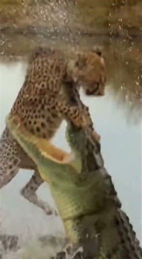 Cheetah vs Crocodile: The Ultimate Predator Showdown!