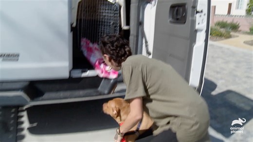 251K views · 7.2K reactions | A fellow pit bull trainer went to Tia, seeking her assistance in adopting a dog she can put to work. Stream Pit Bulls and Parolees on discovery+ #AnimalPlanet #PitBullsAndParolees | Animal Planet | Facebook