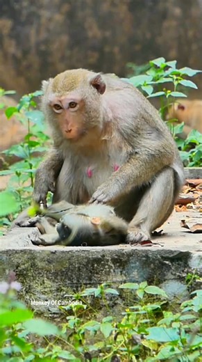 Tragic Bond: After losing her baby, a mother monkey struggles to face reality, displaying heartbreaking mental distress while protecting and carrying her baby’s body wherever she travels. | Monkey Of Cambodia