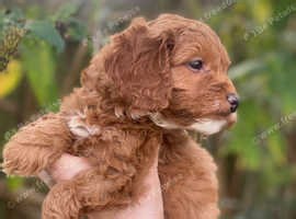 Cottage Cavapoo Puppies