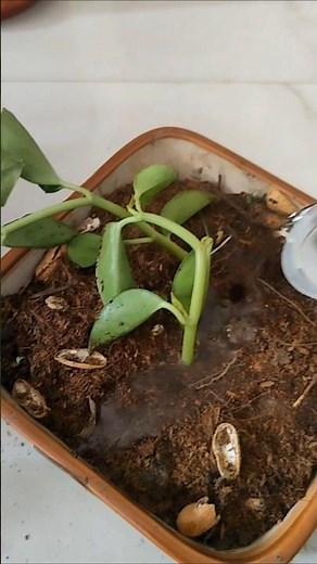 How to plant Peperomia from cuttings and leaves? #plants #gardening #viral #trending #shorts