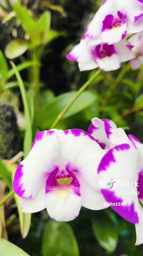 Dendrobium Burana Jade Green Variegata —trimakasih buat kalian yg sudah bertahan & berdamai dgn air hujan 🪴🌧️ #orchid #anggrekdendrobium #seanggrekbysha
