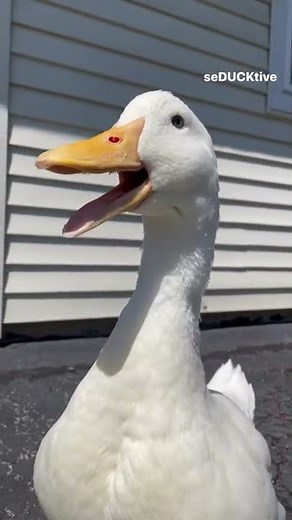 Quack, quack (cute duck)