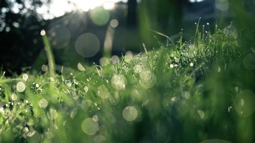 Grass, Dew Drops, Light. Free Stock Video