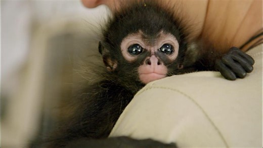 Orphaned Spider Monkey Nursed Back to Health | WHYY