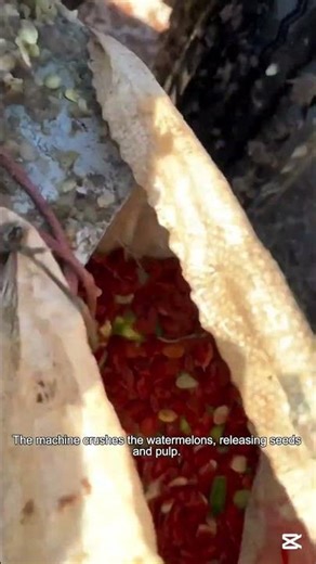 Machine Threshing Watermelons for Seed
