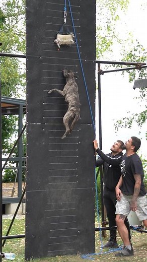 Dream Dogs Bulgaria on TikTok