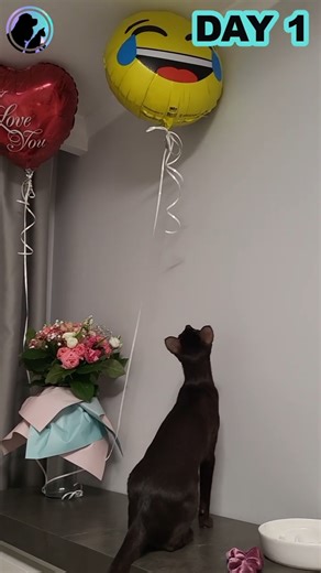 Oriental Cat Meets Helium Balloon for the First Time 😳🎈 | Day 1