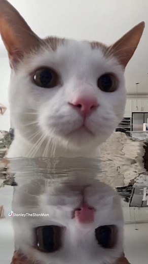 Stanley the Mermaid 🤣 #catsoftiktok | if we ever broke up