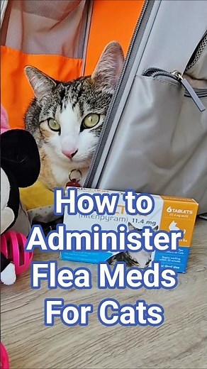 How to administer flea medicine pills for cats (capaction or capstar)