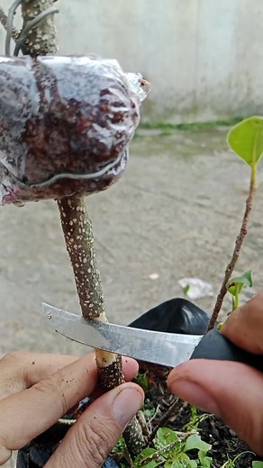 Air layering using aloe Vera #airlayering #multiplyplants #gardening #grafting #bonsai