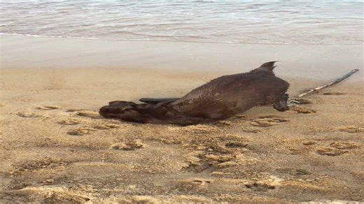 Adorable Pooch Frolics Joyfully in Sandy Beach Playground