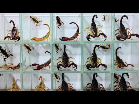 “Inside the Scorpion Venom Industry 😱 | The World’s Most Expensive Liquid Explained”