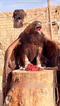 Golden Eagle Hunts the Sheep Killer Wolf! #shorts