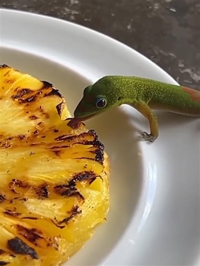 Day geckos have one of the more interesting diets in the reptile hobby 🦎 In captivity, they thrive on a mix of insects and fruit — and yes, certain fruits are totally fine and even encouraged. Mango, papaya, and banana are popular favourites, but pineapple is one to offer sparingly since the high acidity can irritate the digestive system over time. A varied diet with the right balance keeps their colour vibrant and their energy up. 🎬: Video taken from @theanimals.es on instagram 📷: Video belo