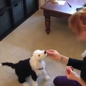 67K views · 2.8K reactions | Our Journey Working with Bunny! | Whataboutbunny | Facebook