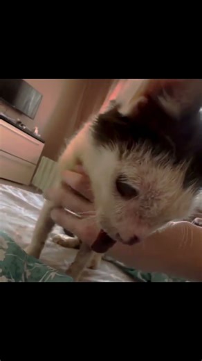 so sad #catcute #kitten #cat #pets #sad animals #animals #sad #sadmoment