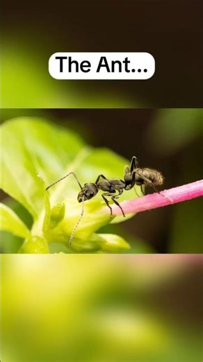 How Long Animals Sleep...#shorts