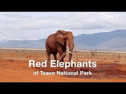 Red elephants of Tsavo National Park, Kenya