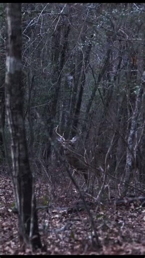 Anyone else still after the deer? #deerhunting #hunting