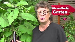 Hier und heute: Der kleine Tipp fürs Gärtnern: Gemüse richtig ernten