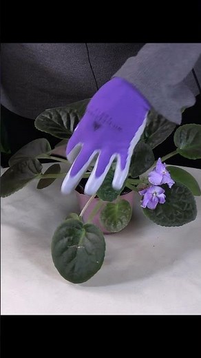 How to Prune African Violets