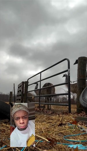 302K views · 15K reactions | OMG! Friend out here fighting Emu’s | Iamzoie | Facebook