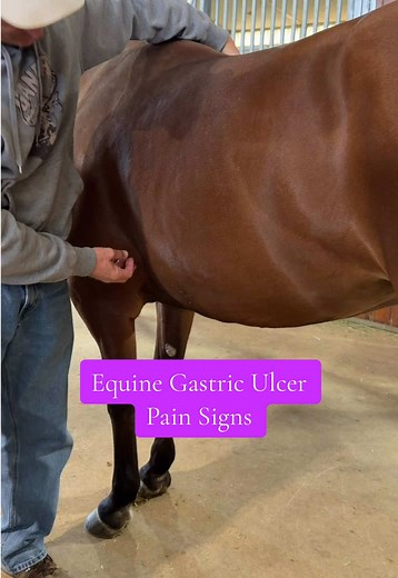 Equine Ulcers: Essential Insights for Performance Horse Owners