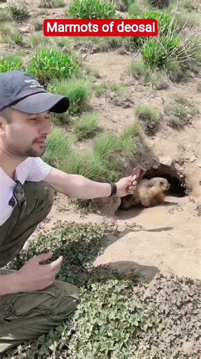 this marmots is truly one of kind❤ #Marmots #videos