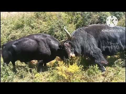 (37) Bull and Yak Fight || Yak and Yak fight || bull and bull fight || compilation #tdvideo