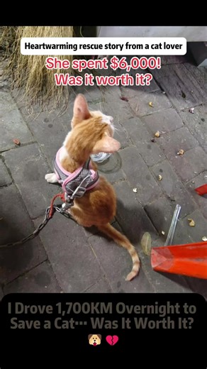 A Cat Lover Spent $6,000 to Save a Cat… Was It Worth It? 🐶💔 Last year, I saw a Cat tied outside a roadside BBQ shop, no bed, no warmth, no freedom. This year, I went back… and somehow, he was still alive. What followed was one of the hardest rescue decisions I've ever made. From buying his freedom to driving over 1,700 kilometers overnight from Guangxi to Ningbo, this journey tested everything, my body, my finances, and my emotions. Along the way, he showed nothing but trust. No barking, no ch