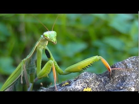 Mante religieuse, La femelle Superbe Vidéo