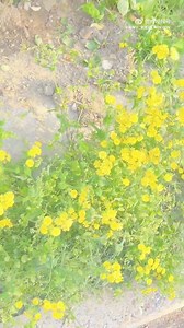 1.3K views · 60 reactions | [VID] 240528 #WINWIN @WEIBO UPDATE Mùa hè của chúng mình có Đổng Tư Thành rồi, nhớ bạn quá  | WindWin - Winwin Đổng Tư Thành 董思成 1st Vietnam Fanpage | Facebook